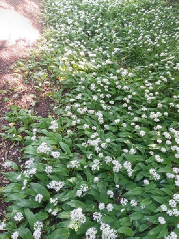 Post a photo a week, of anything/anywhere-garlic-rotated-jpg