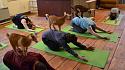 The Goat Thread...-goat-yoga-1-jpg