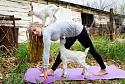 The Goat Thread...-20170424__25dcagoaw-1-jpg