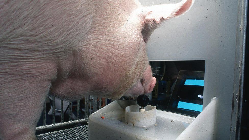 Post any pic anytime as many as u like-pigs-jpg