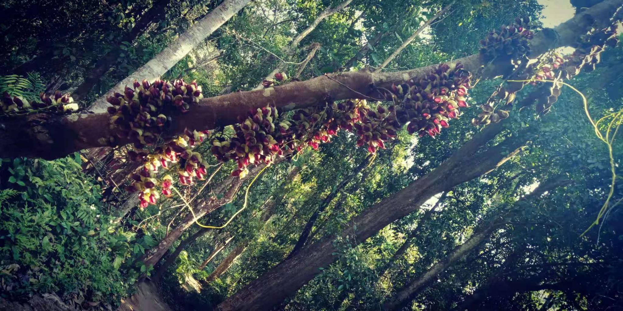 The Tree Hugging Thread-orchid-1-jpg