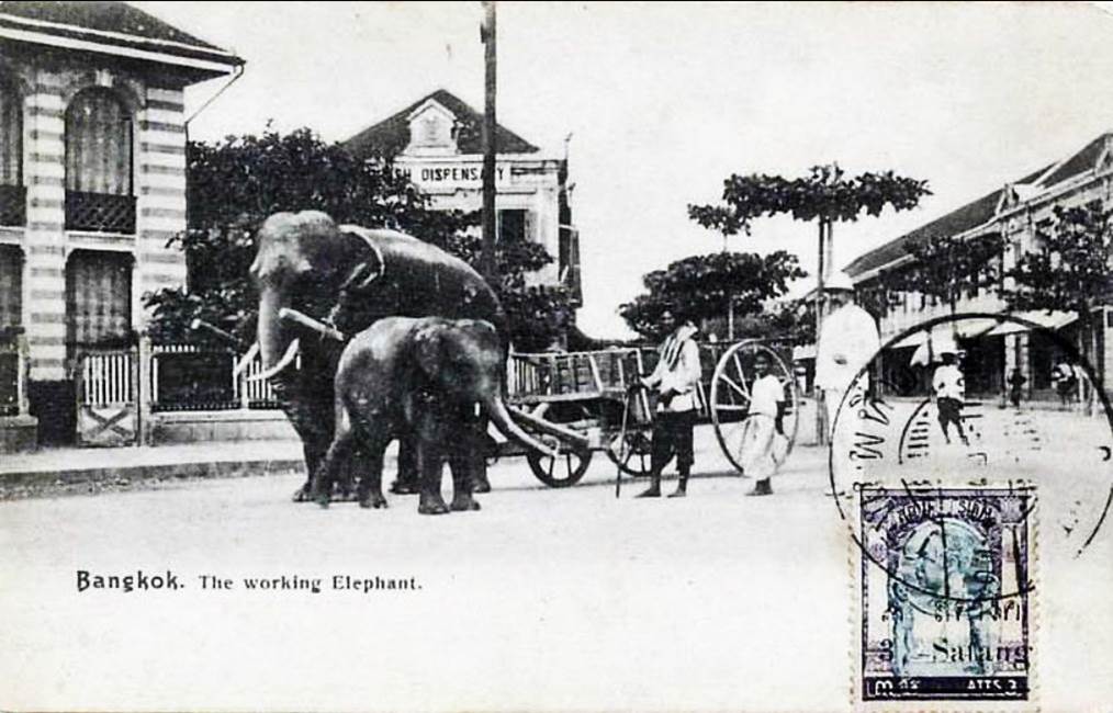 Memory Lane (In my own language)-01siyak-phrayasi-elephant-1900-jpg
