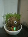 Watch Grass Grow With Armstrong-img20210912194259-jpg