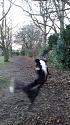 Post a photo a week, of anything/anywhere-dog-acrobatics-jpg