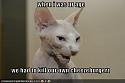 'Catwoman': &quot;I haven't had plastic surgery&quot;-funny-pictures-old-cat-talks-about