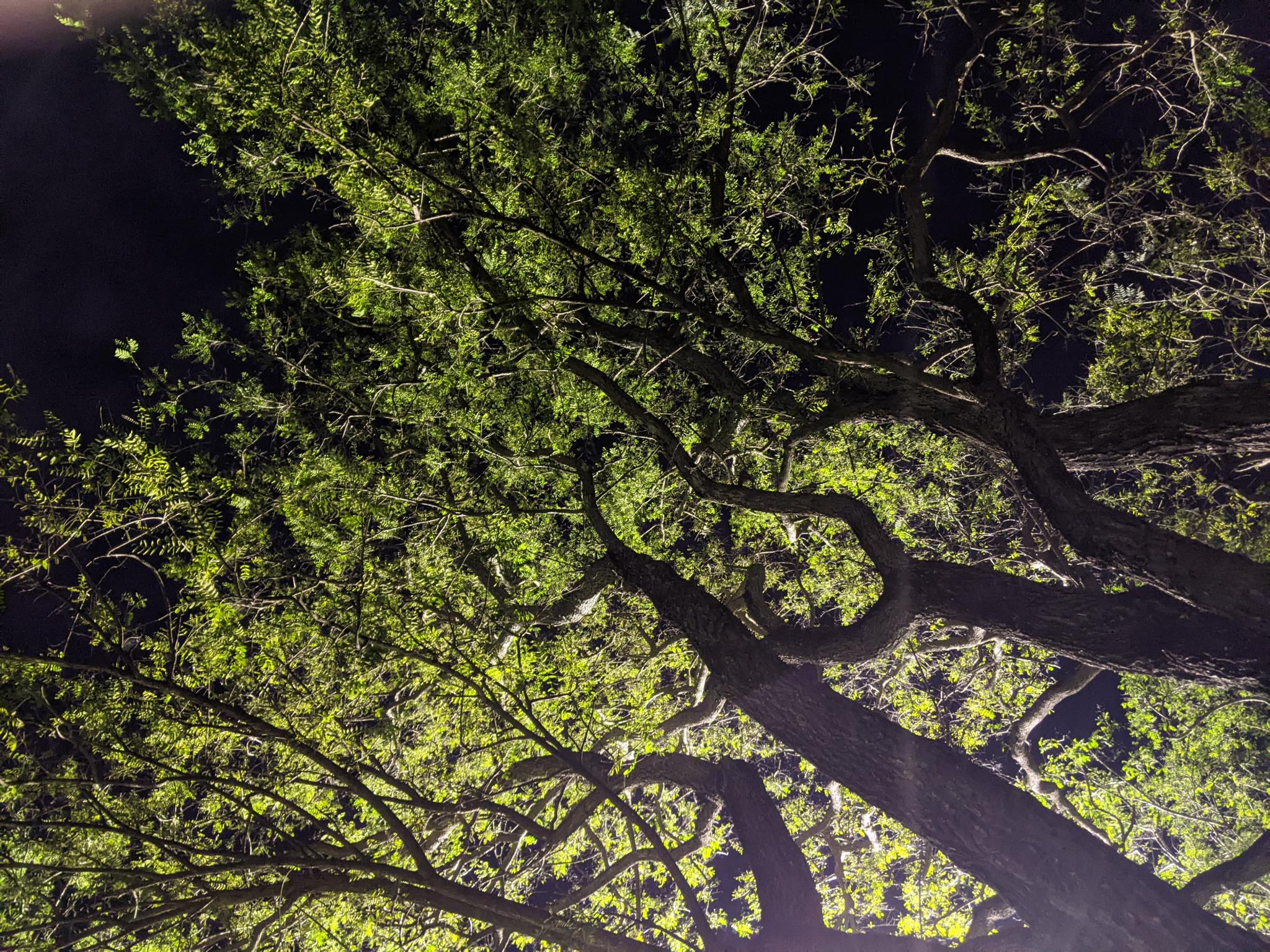 Post a photo you took yourself-pxl_20221015_082938938-mp-jpg