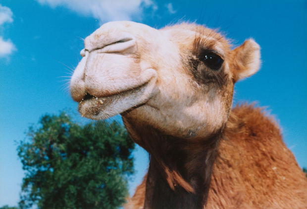 SUDAN anyone been?-happy-camel-jpg