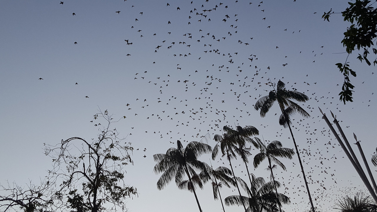The Amazon-birds-jpg