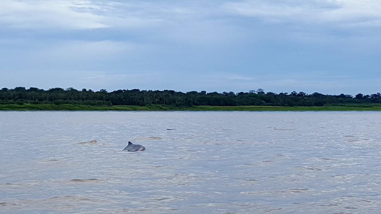 The Amazon-dolphin-jpg