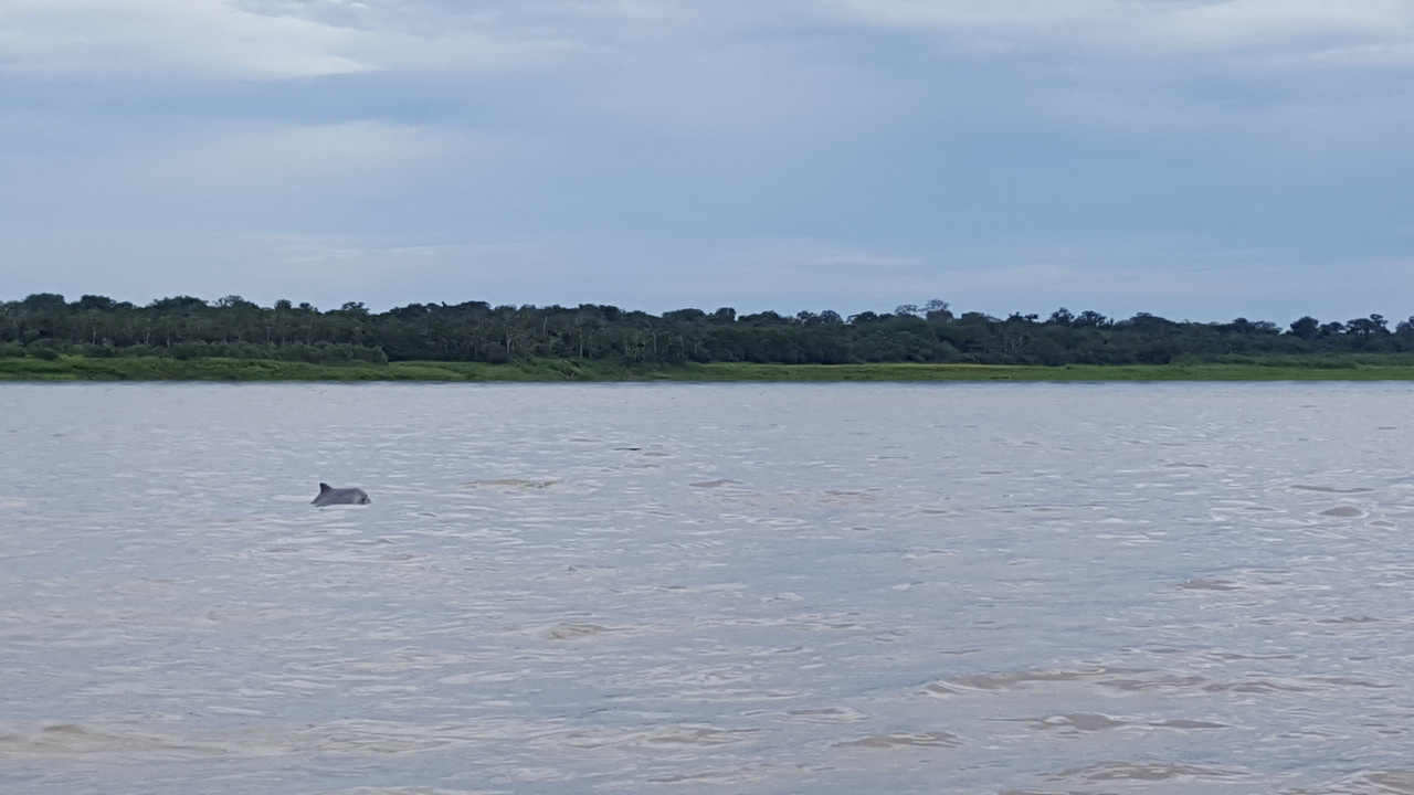 The Amazon-dolphin-2-jpg