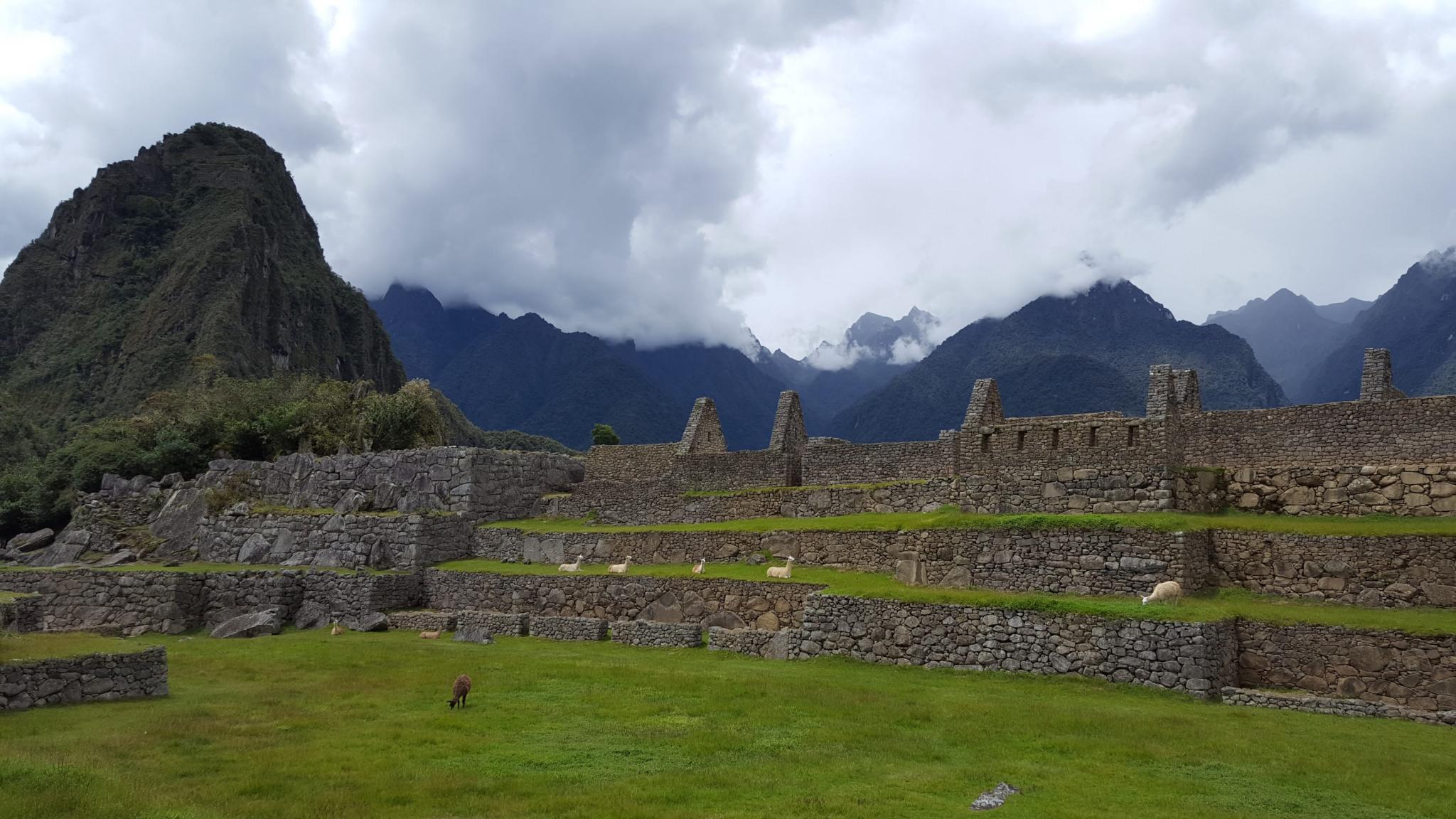 Peru: Lima, Cusco and Machu Picchu-llamas-machu-jpg