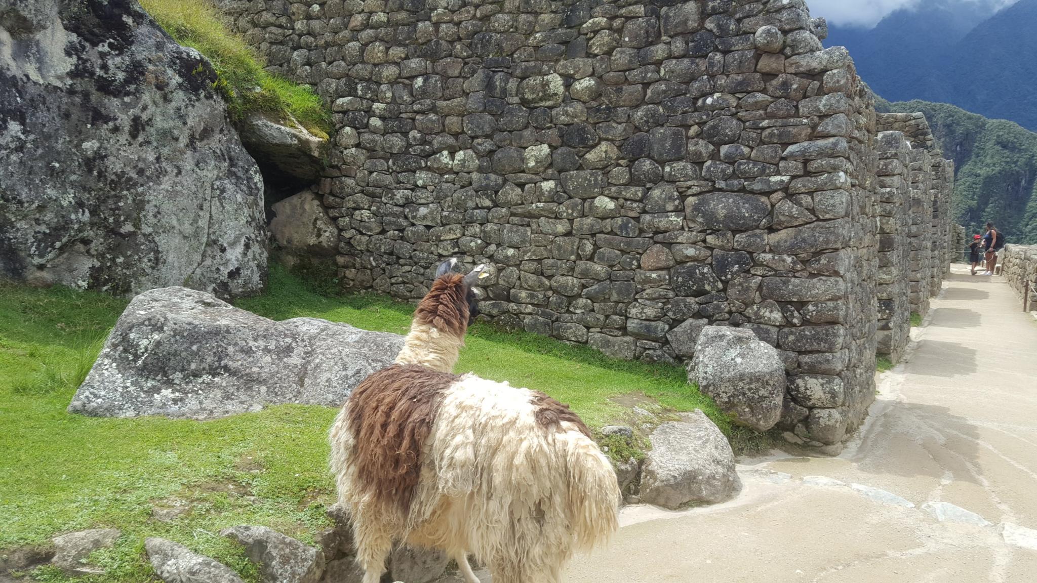 Peru: Lima, Cusco and Machu Picchu-llama-jpg