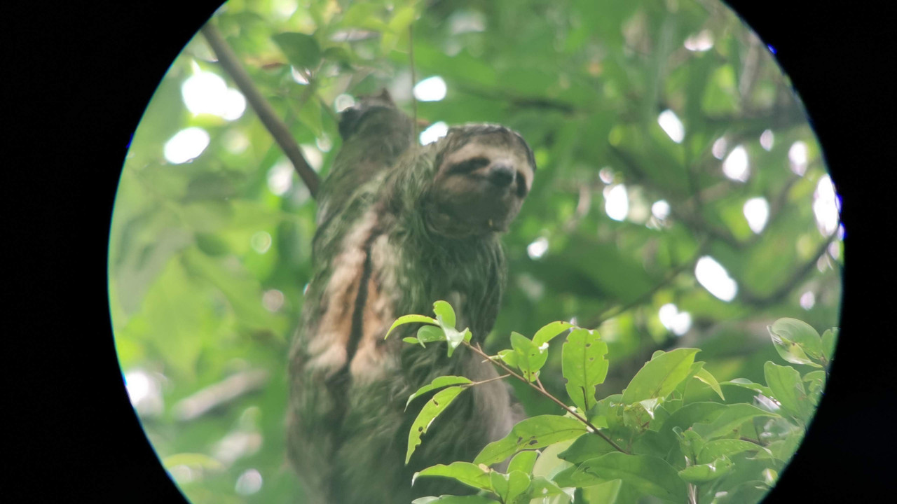 Costa Rica-sloth-jpg