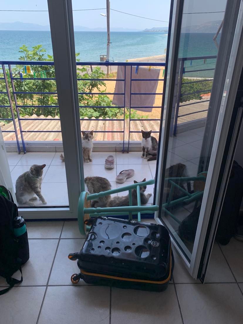 My big fat Greek adventure-cats-balcony-jpg