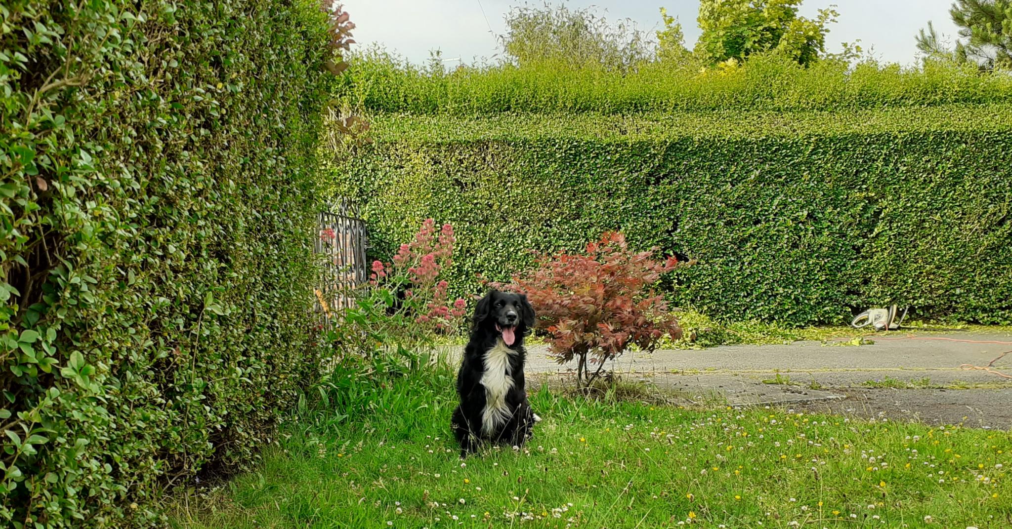 Spot the dog through the English seasons.-20210701_182647-jpg