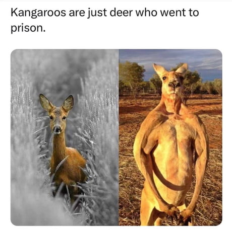Bloody Kangaroos-amanwz4_460s-jpg