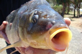 Australian minister wants to destroy carp by releasing herpes virus into rivers-1001414-3x2-340x227-jpg