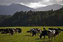 New Zealand wants to stop cows farting ...-6536166-3x2-940x627-jpg