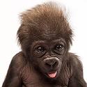 Airline News-jlp4q-baby-gorilla-6-weeks-jpg