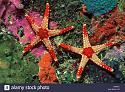Airline News-red-tile-starfish-jpg