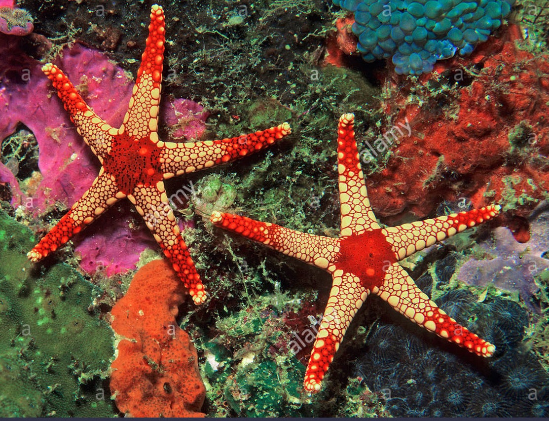 Airline News-red-tile-starfish-jpg