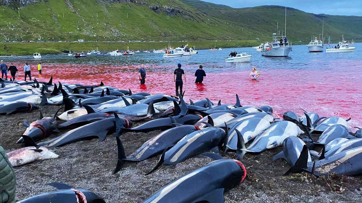 Slaughter of 1500 dolphins in Denmark sparks outrage-dolpins-jpg