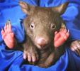wombat's Avatar