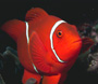hhfarang's Avatar
