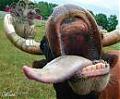 madcow's Avatar