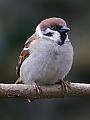 sparrow's Avatar
