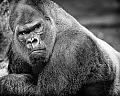 Silverback's Avatar