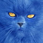 Bluecat's Avatar