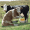 Hugh Cow's Avatar