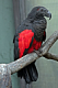 Orson Vanderpool's Avatar
