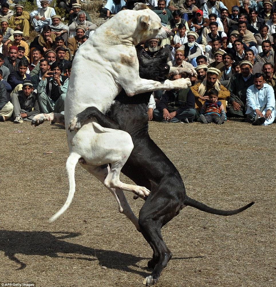 Baying mob watches dogs fight to the death in barbaric tournament in Pakistan
