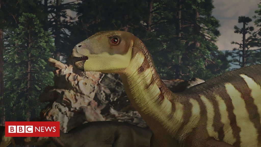 New dinosaur discovered in Australia Galleonosaurus dorisae