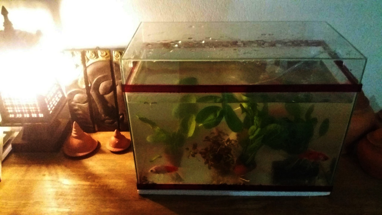 Filtration for keeping a fish tank clear?