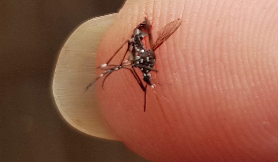 Asian Tiger Mosquito Bite 